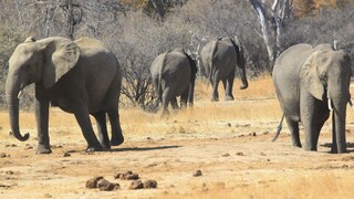 Situácia je vážna. V národnom parku uhynulo viac ako 50 slonov