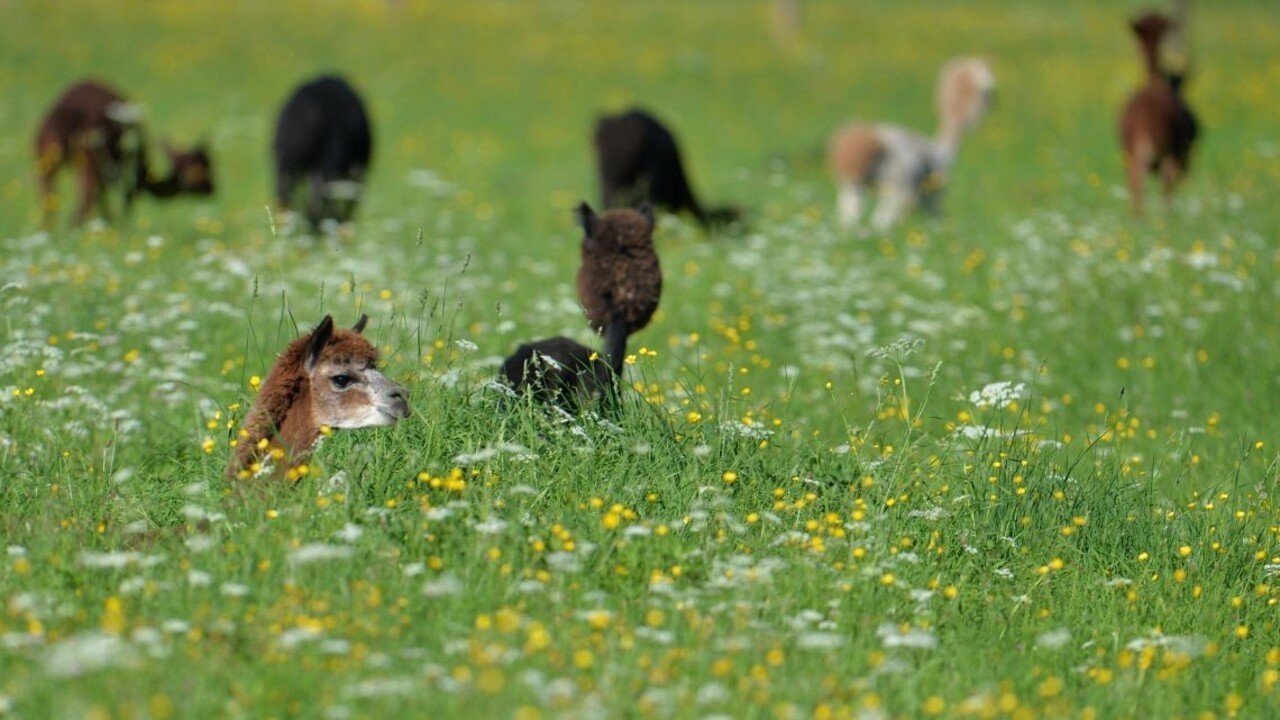 V EÚ je jediný región, kde s väčšinou pôdy hospodária ekologicky