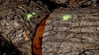 Pre výrub stromov obmedzili dopravu, vodiči by mali zbystriť pozornosť
