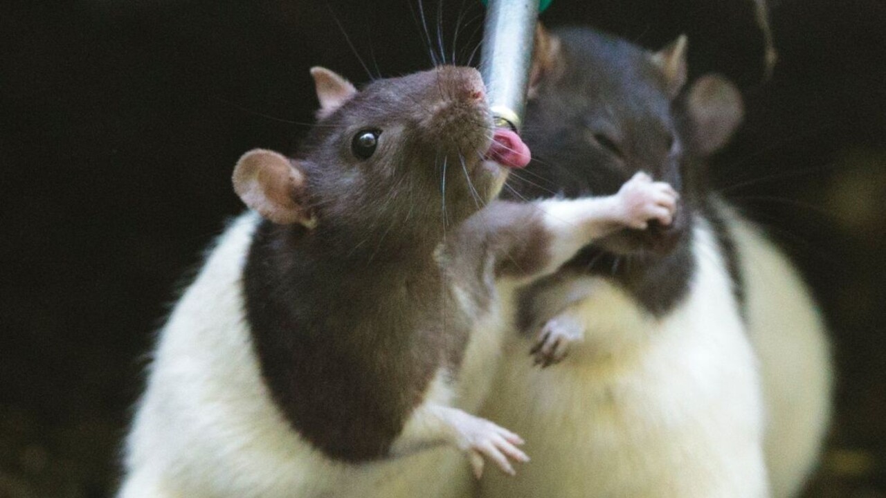 Potkanov naučili šoférovať autá. Občas sa zastavili po odmenu