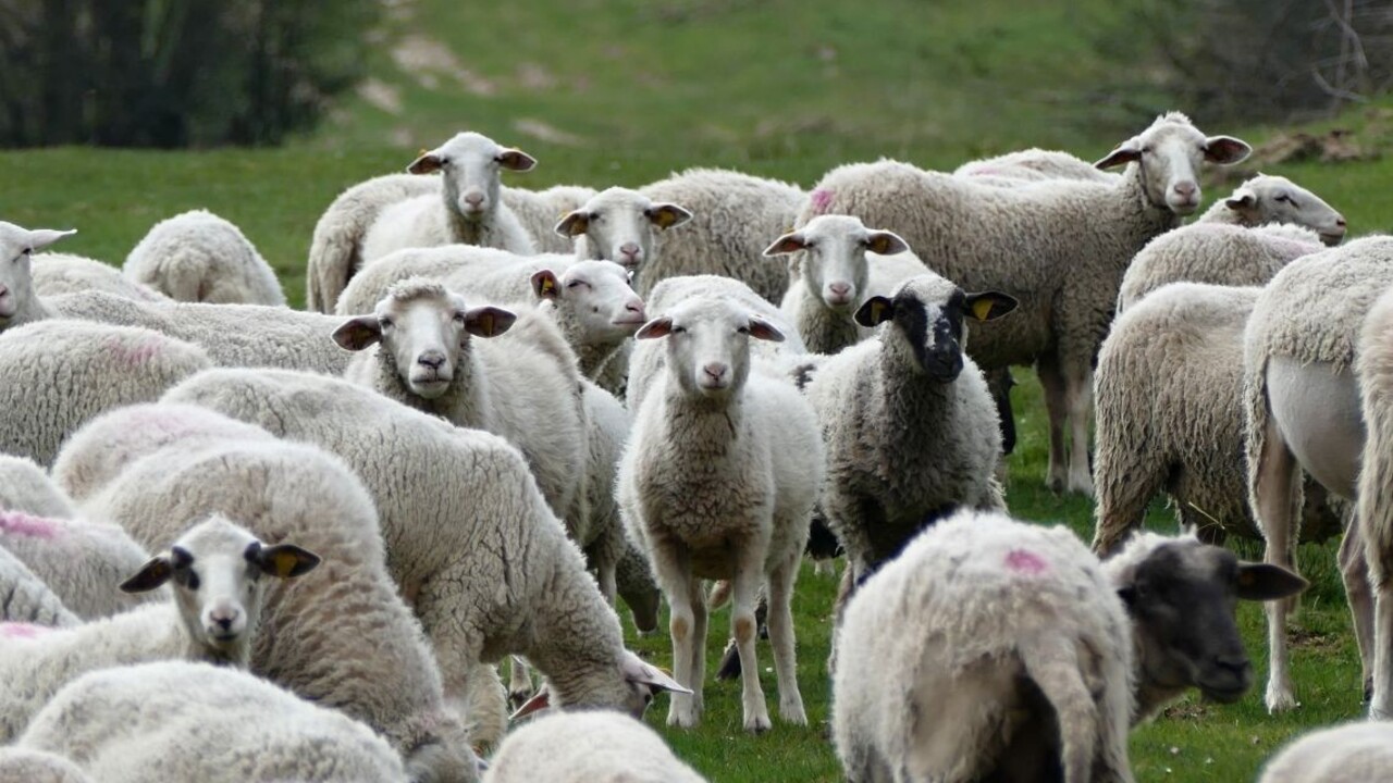 Hlavné mesto bude mať vlastné stádo, využije ho ako kosačku