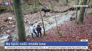 Na Spiši sa našlo nezvyčajné zviera. Nevedia, ako sa tam dostalo