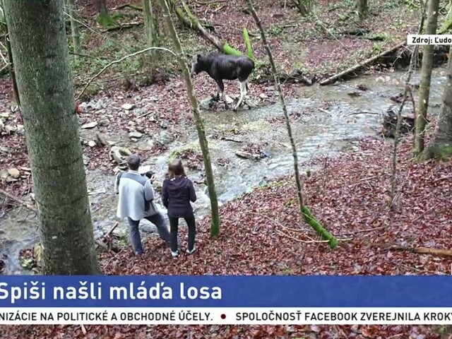 Na Spiši sa našlo nezvyčajné zviera. Nevedia, ako sa tam dostalo