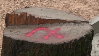 Spílili alej líp a javorov, úradníci využili zákonnú výnimku