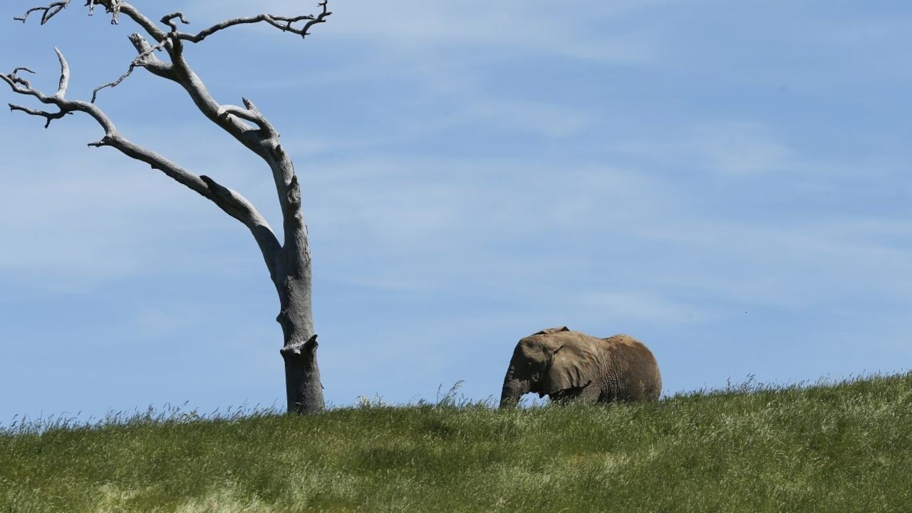 Vyhynutie hrozí až tretine rastlín v tropických krajinách