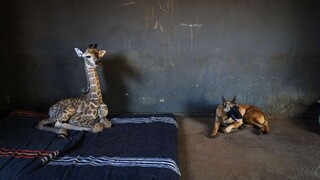 Raritné zvieracie priateľstvo. Pes odmieta opustiť malú žirafu