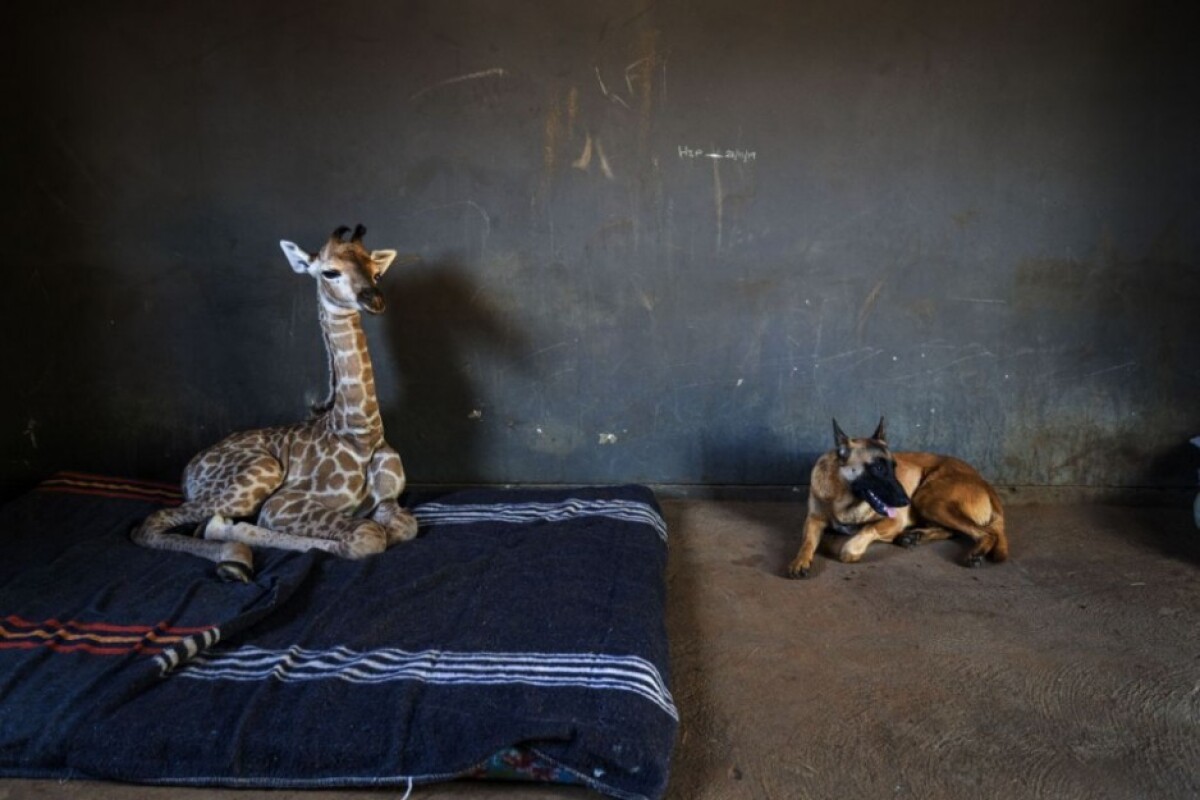 south-africa-orphan-giraffe-97197-289881e33feb4ca58df296ff8692a72f_b78a6655.jpg