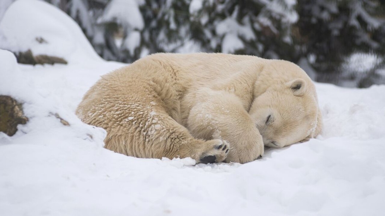 V ZOO oslavujú nový prírastok, čakajú ho kritické týždne