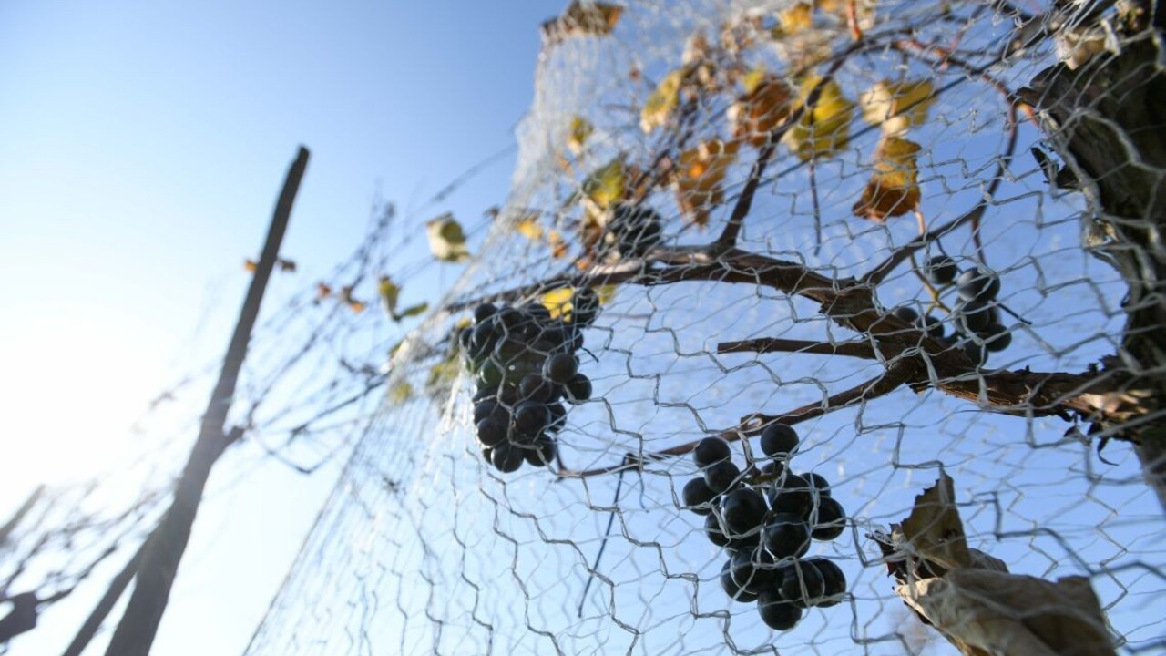 Súd tvrdo potrestal tokajského vinára, vymeral mu dlhoročný trest