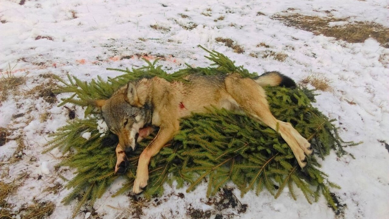 Ministerstvo zastavuje lov vlka na Slovensku. Kvóta sa naplnila