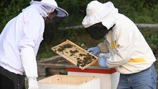 Včelárov postihol mor, dostali dvojnásobnú podporu na opeľovanie