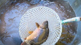 Záchrana kapra? Vypustením do rybníka ho odsúdite na smrť