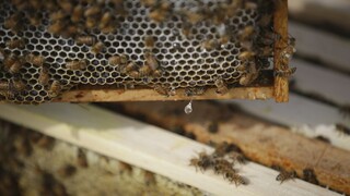 Počet slovenských včelárov stúpa, trápi ich boj s falošným medom