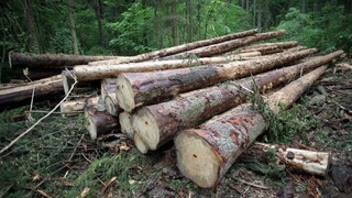 Novela upravuje ťažbu dreva v národných parkoch. Je nezákonná