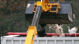 V Poľsku úraduje vtáčia chrípka, hlásia ďalšie dve lokality