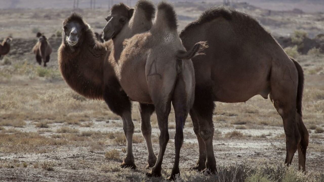 Na austrálske sucho doplatia aj ťavy. Zaútočia na ne ostreľovači
