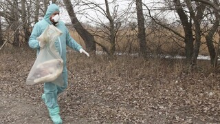 Na Slovensko sa dostala vtáčia chrípka, potvrdili to testy