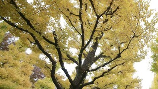 Odhalili, prečo sa môže ginko dožiť viac ako tisíc rokov