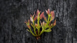 Búrky priniesli úľavu Austrálii, stlmili lesné požiare