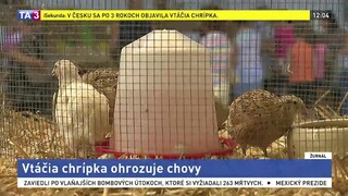 Vtáčia chrípka ohrozuje veľkochovy, tie už prijímajú opatrenia