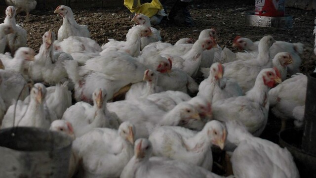 Vtáčiu chrípku potvrdili už aj v ČR, ohnisko je v malochove hydiny