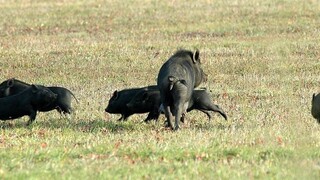 Africký mor nás stále ohrozuje, rizikom je najmä juh Slovenska