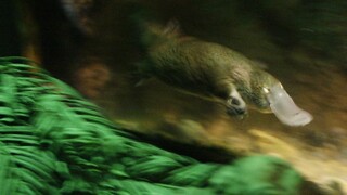 Vtákopysk môže vyhynúť, prišiel o svoje prirodzené prostredie