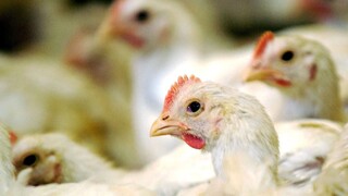 Vtáčia chrípka sa šíri, potvrdili ju v drobnochove v Žilinskom kraji