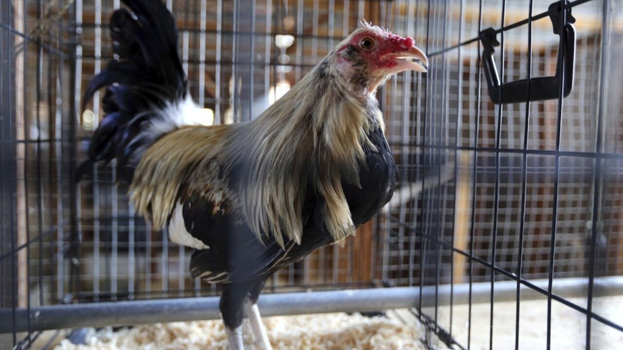 Neobvyklé vraždy. Stávkovanie sa skončilo výstrelmi a smrťou