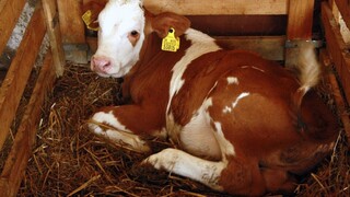 Štát podporí chovateľov, za odvoz uhynutých zvierat zaplatia menej