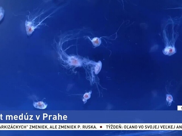 Koronavírus ohrozuje aj biznis / Svet medúz v Prahe