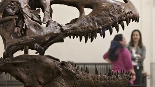 Objavili nový druh tyranosaura, nazvali ho Žnec smrti