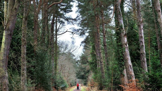 Štátne lesy bojujú s korupciou, implementovali ochranný systém