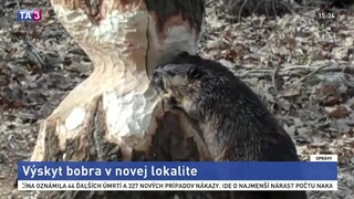 Úžitok alebo problém? Zaznamenali výskyt chráneného bobra