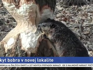 Úžitok alebo problém? Zaznamenali výskyt chráneného bobra