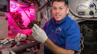 Na ISS pestovaný „vesmírny šalát“ je rovnako dobrý ako pozemský