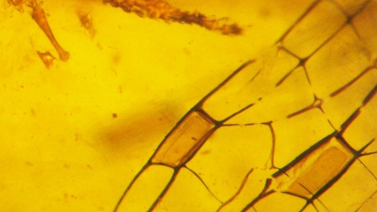 V jantáre našli hlavu dinosaura starú sto miliónov rokov