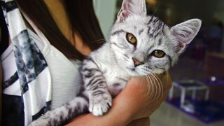 Zvierat sa netreba obávať, prenášačmi koronavírusu nie sú