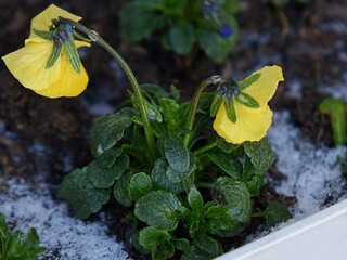 Vracia sa tuhá zima. Teplota klesne až k -18, varuje SHMÚ