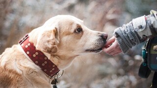 Britskí vedci chcú naučiť psov rozpoznať pach ochorenia COVID-19