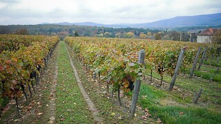 Sezónni zamestnanci budú zrejme chýbať, obávajú sa farmári