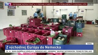 Pracovníci prileteli do Nemecka, v krajine nemá kto zberať plodiny