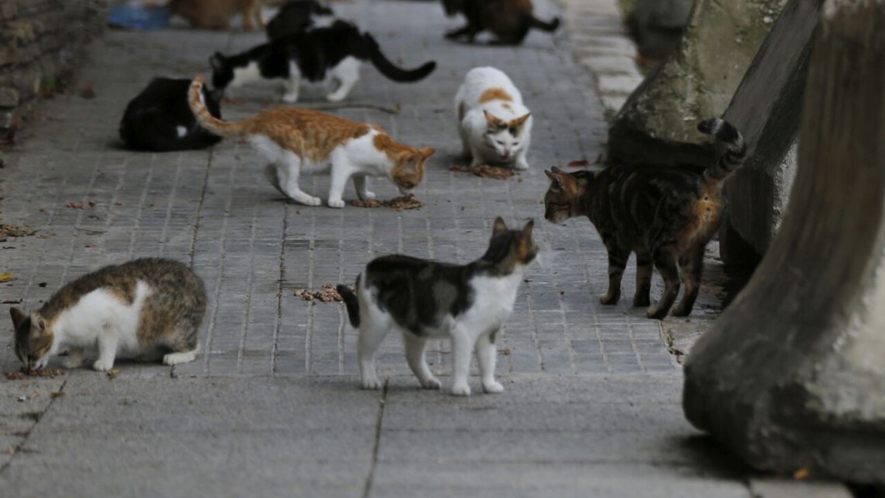 Ak máte mačku, držte ju doma. Môže sa nakaziť, varujú odborníci