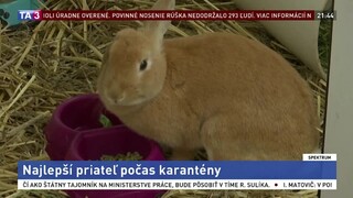 Najlepší priateľ počas karantény / Zberateľka toaletného papiera
