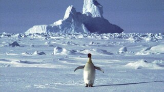Antarktída zatiaľ neeviduje koronavírus, no výskum je ohrozený