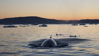 Šírenie nákazy ušetrí veľryby, Island ruší loveckú sezónu
