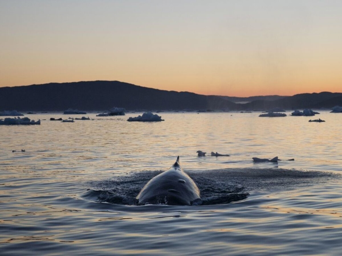 Šírenie nákazy ušetrí veľryby, Island ruší loveckú sezónu