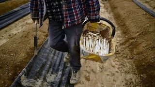Špargľové šialenstvo zrejme nevypukne. Farmári čelia problémom