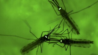 Objavili mikroorganizmus, ktorý vie úplne ochrániť pred maláriou