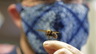 V USA sa objavili vraždiace sršne s taktikou podobnou jastrabom